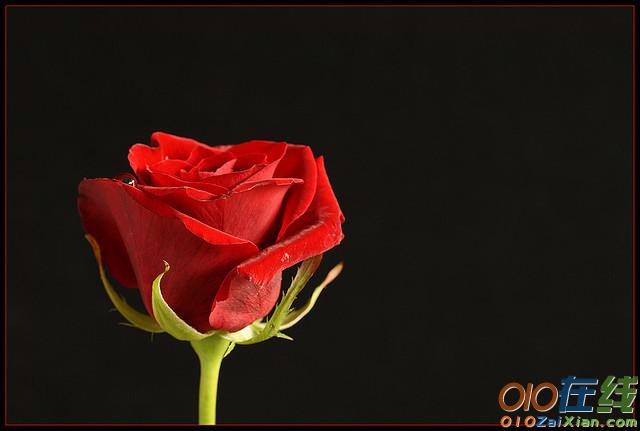 安徒生童话《世上最美丽的一朵玫瑰花》