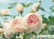 經典父親的詩句