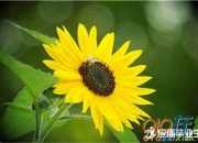 繁星春水的文章段落賞析