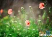 關于人生哲理的句子帶圖