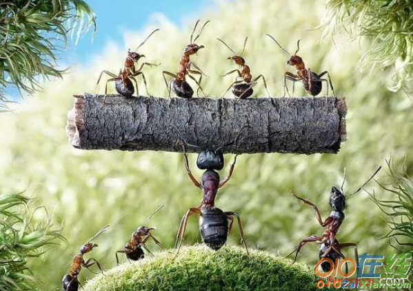 蚂蚁的团队精神演讲稿