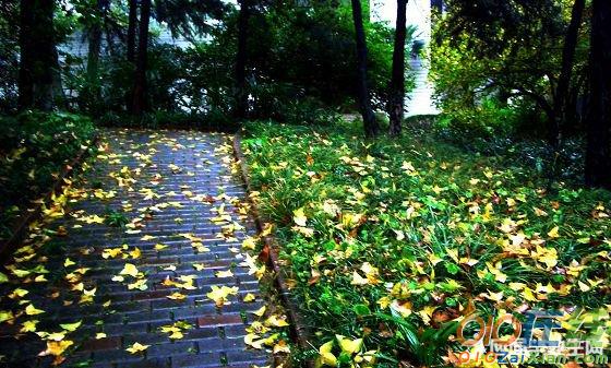 秋天与秋雨的诗句