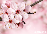納蘭性德經(jīng)典詩詞愛情