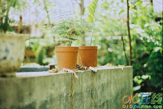 摘抄夏季景色的段落