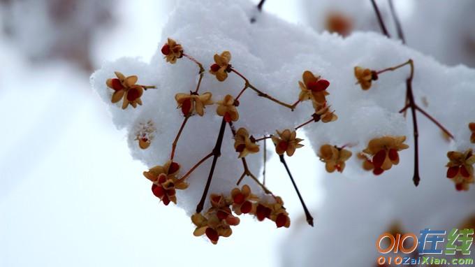 关于小雪节气的情感散文