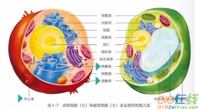 高一生物必修一第三章知识点总结