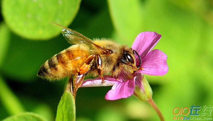 关于蜜蜂养殖的创业计划书