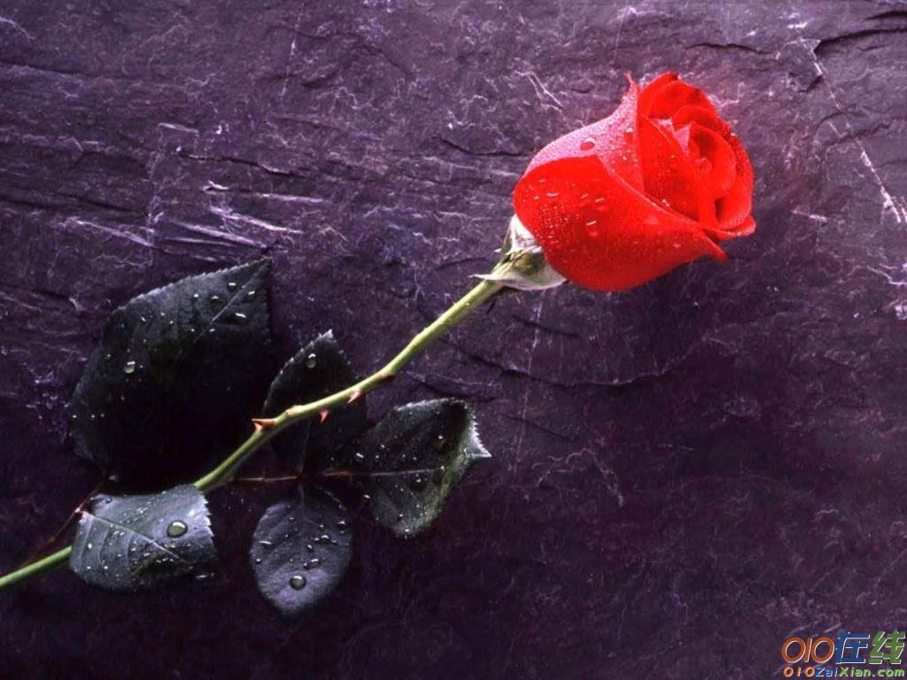 玫瑰与爱情诗歌