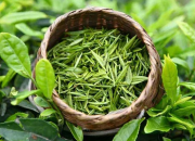 茶葉的品種簡介及圖片大全