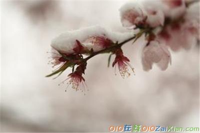 散文春有桃花冬有雪