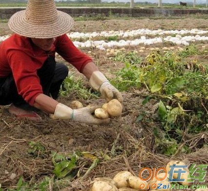 山西灵丘县葛宝贵种植土豆的创业故事