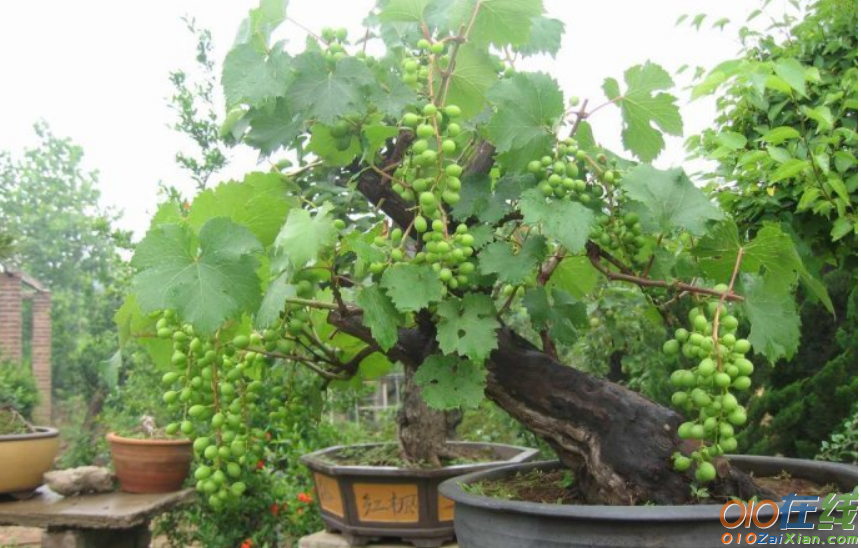 安徽太和魏坤种植盆景葡萄的创业故事