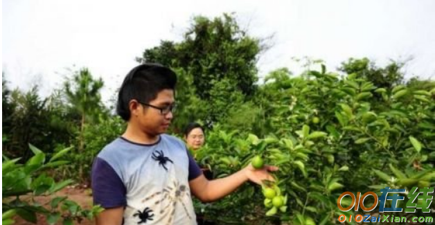 四川小伙刘学种植柠檬的创业故事