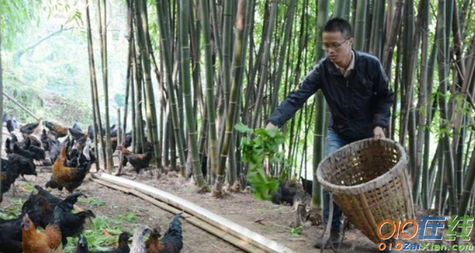 四川合江县汪久波返乡养鸡年增收30万农村创业故事