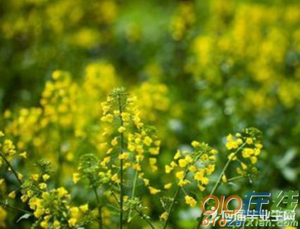 写油菜花的段落