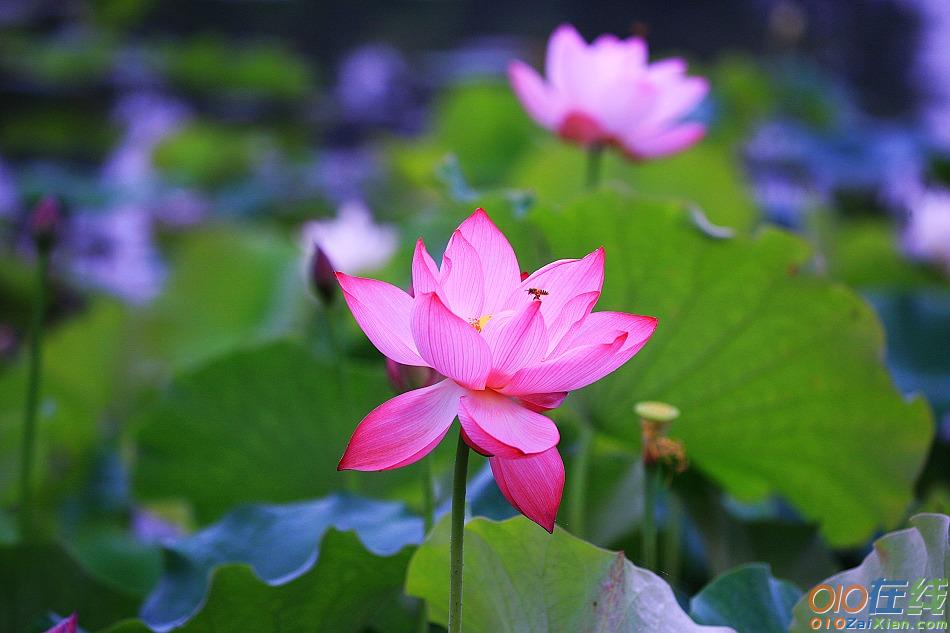 写夏天百花绽放的段落