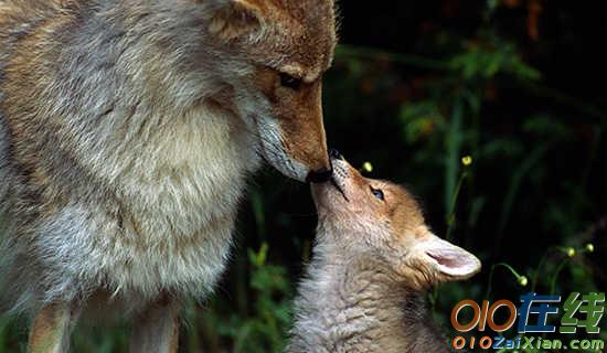 爱吃葡萄的小狐狸幼儿故事
