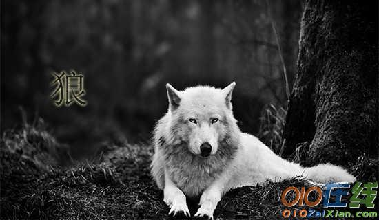 狼和狈动物寓言故事
